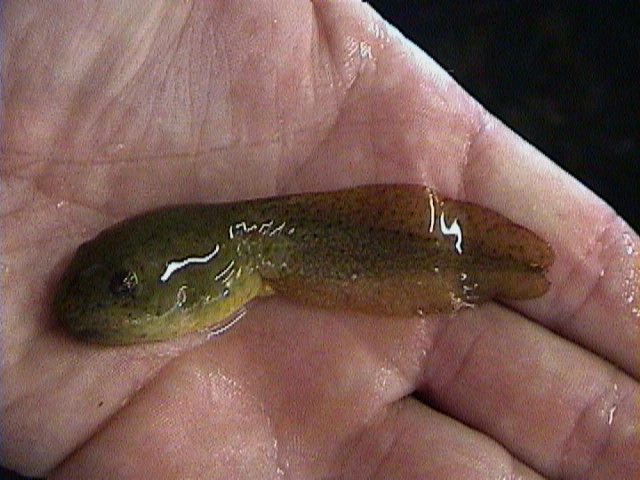 Fargher Trout